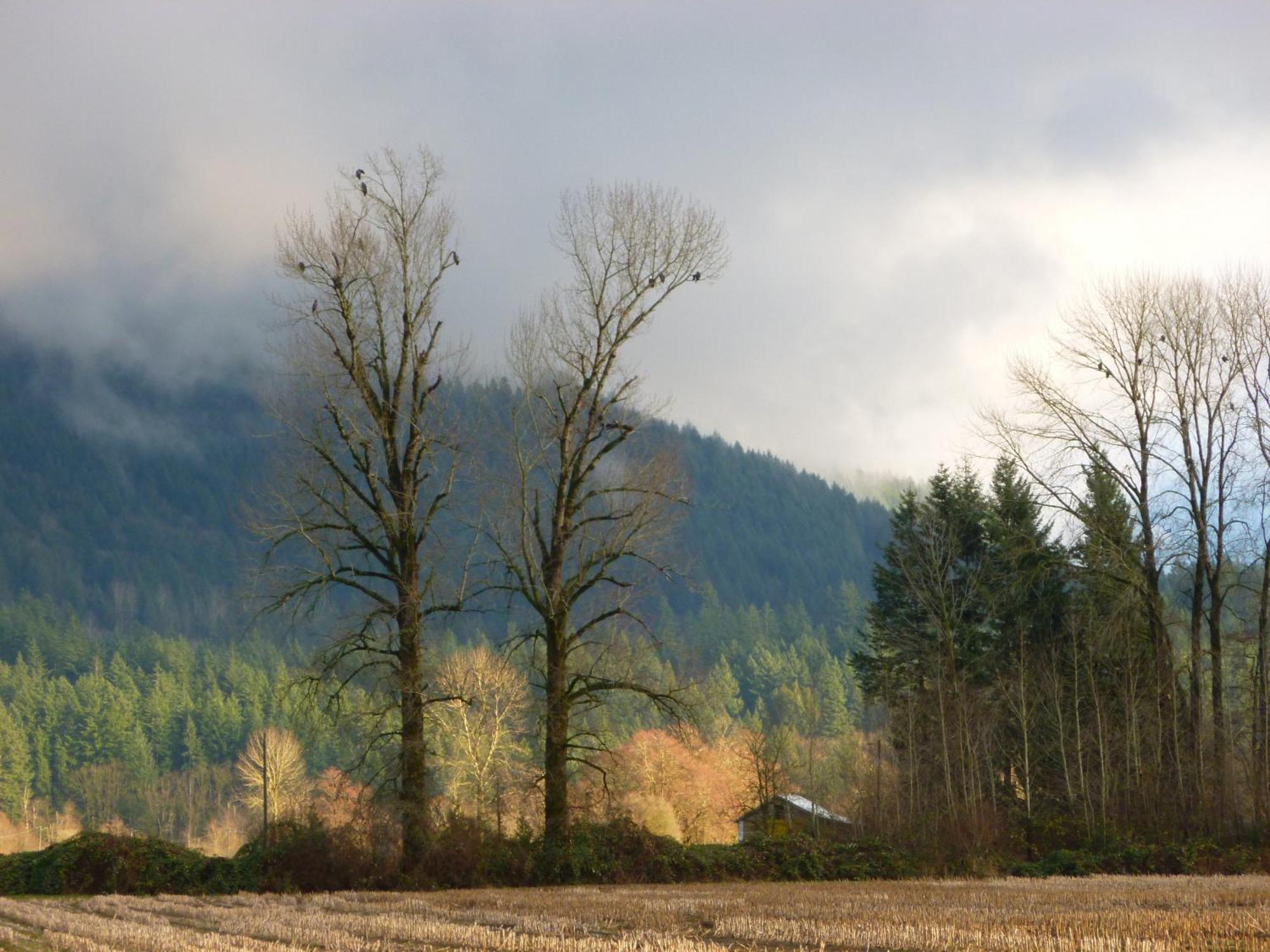 Harrison Hammond House Farmstay Harrison Mills Exteriör bild